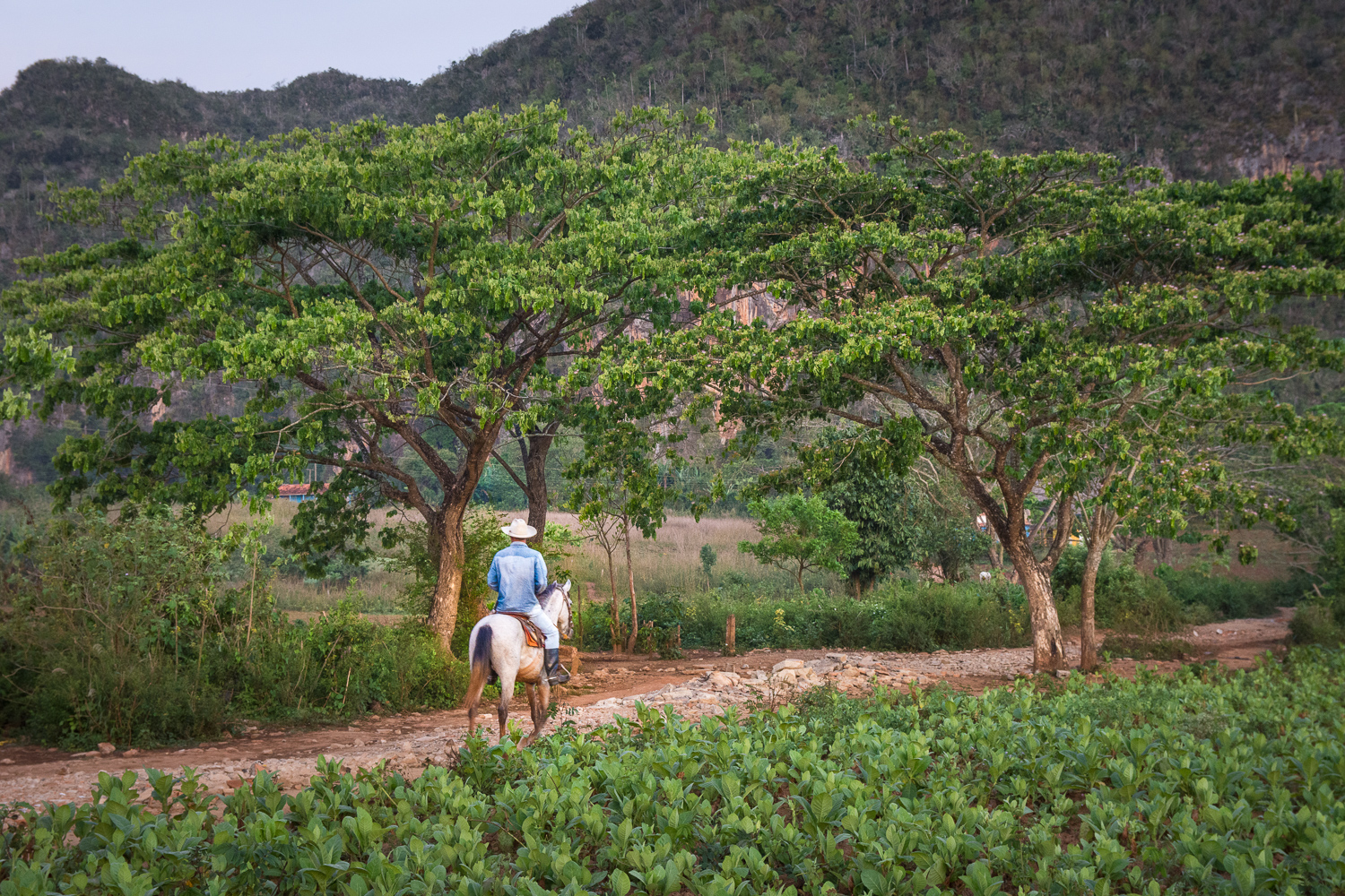 Cuba - Viñales