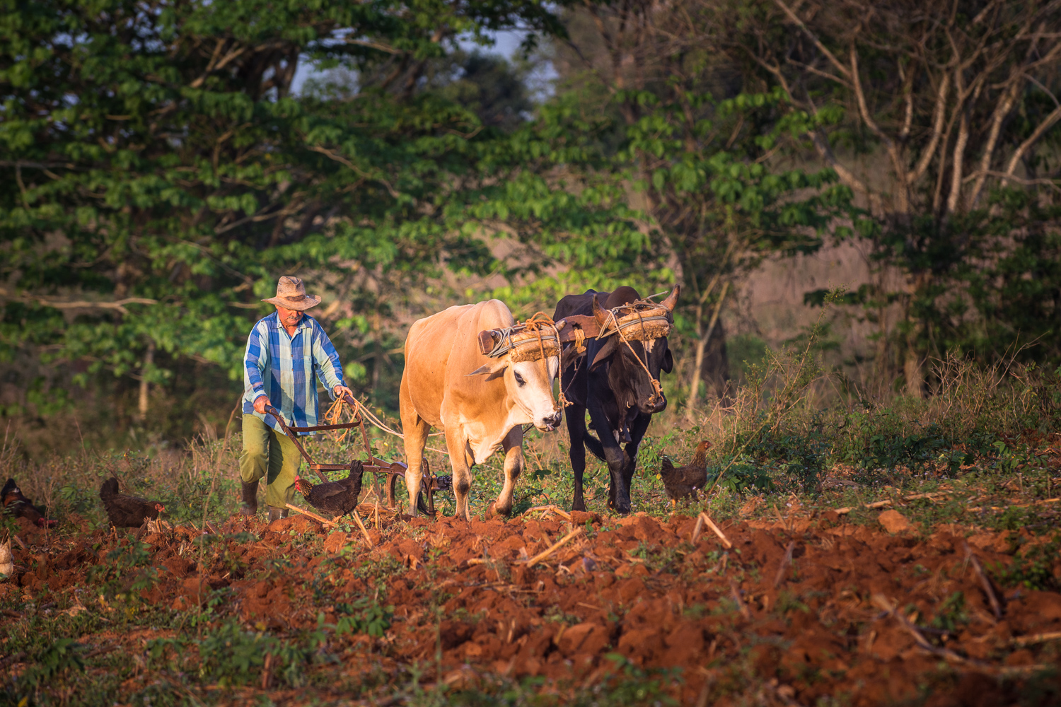 Cuba - Viñales