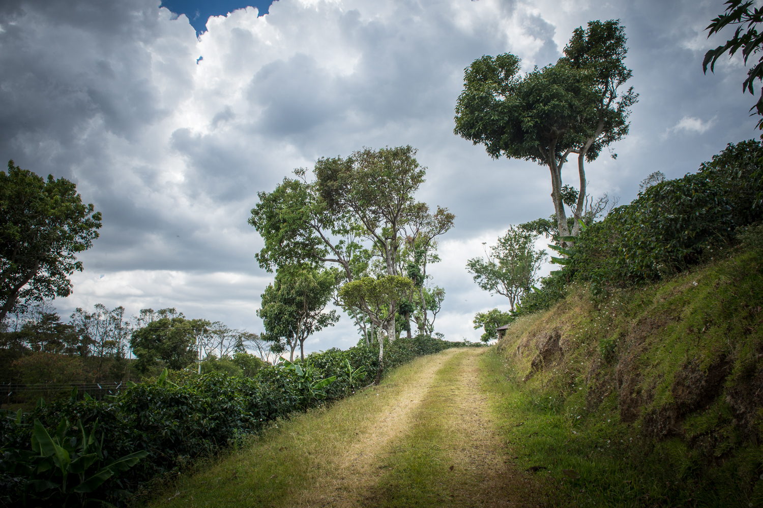 Plantation de café