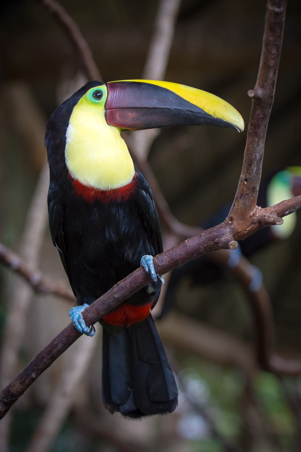 Toucan