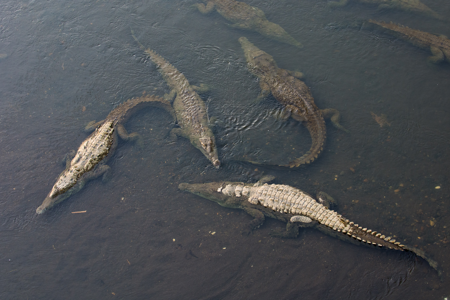 Crocodiles