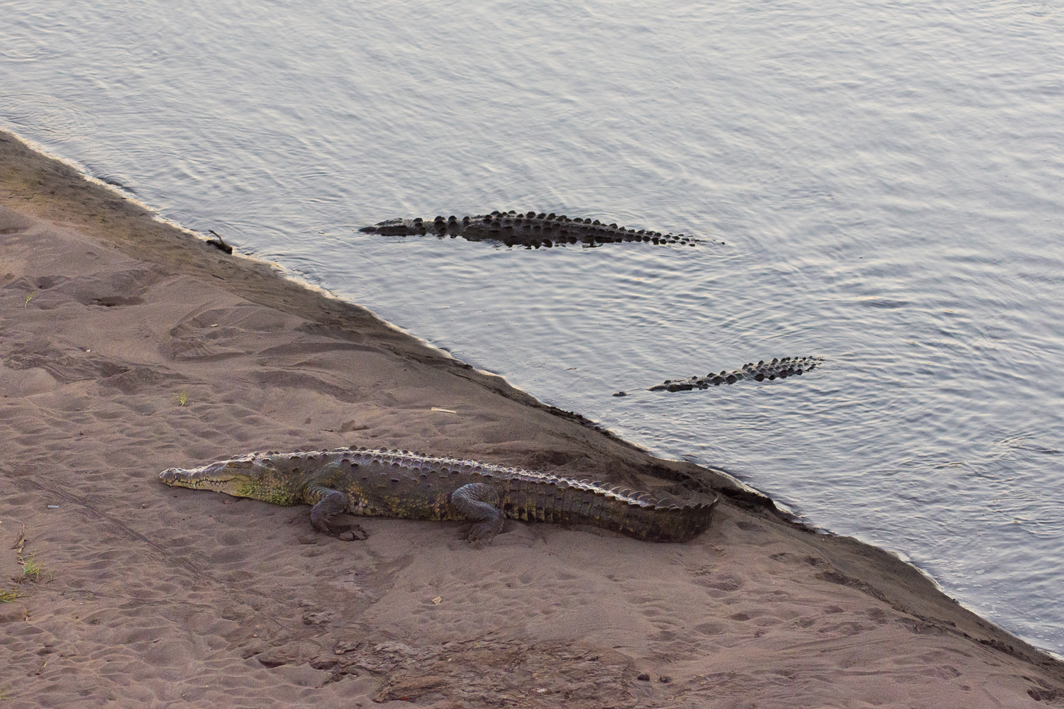 Crocodiles