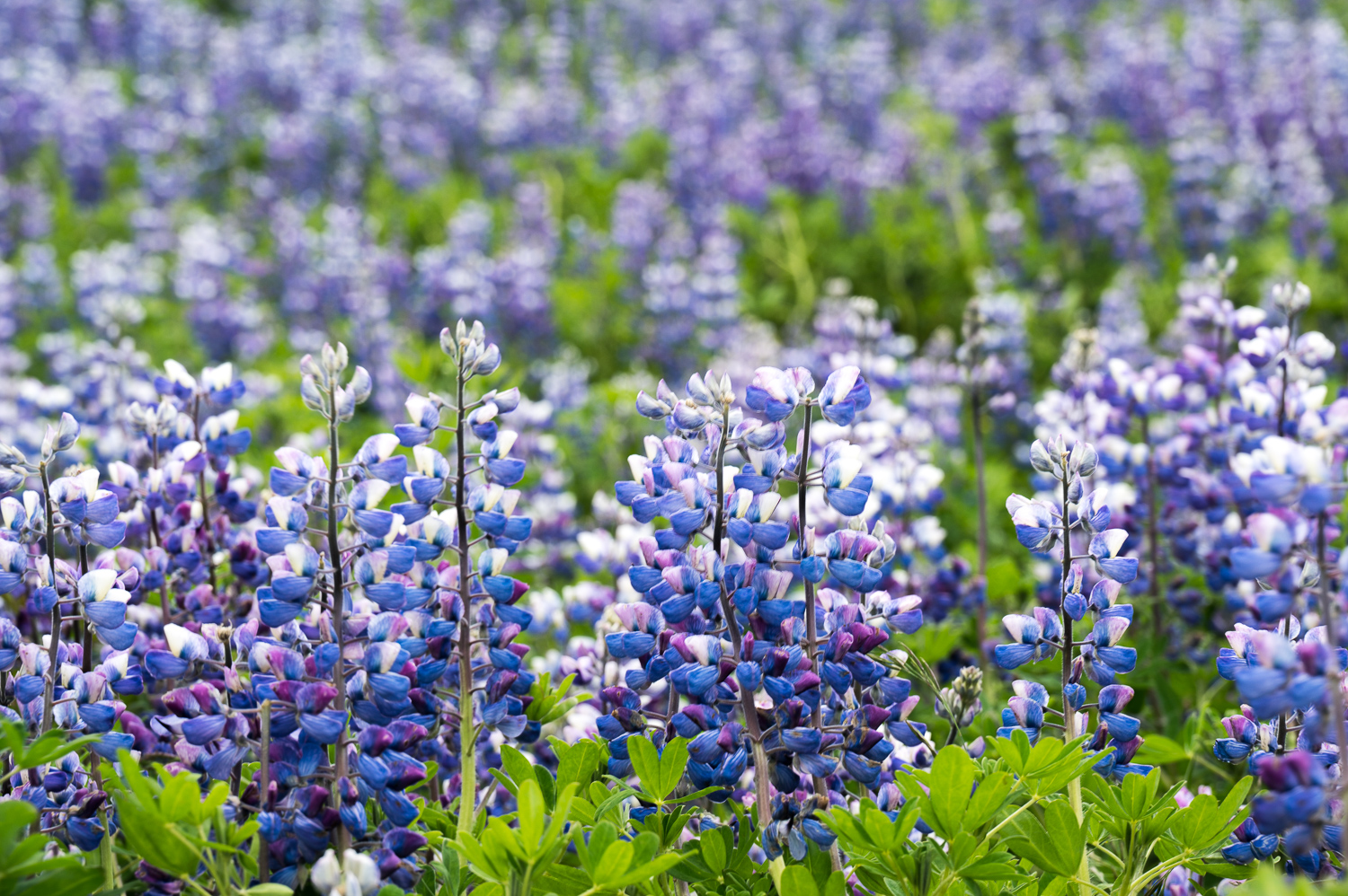 Lupins