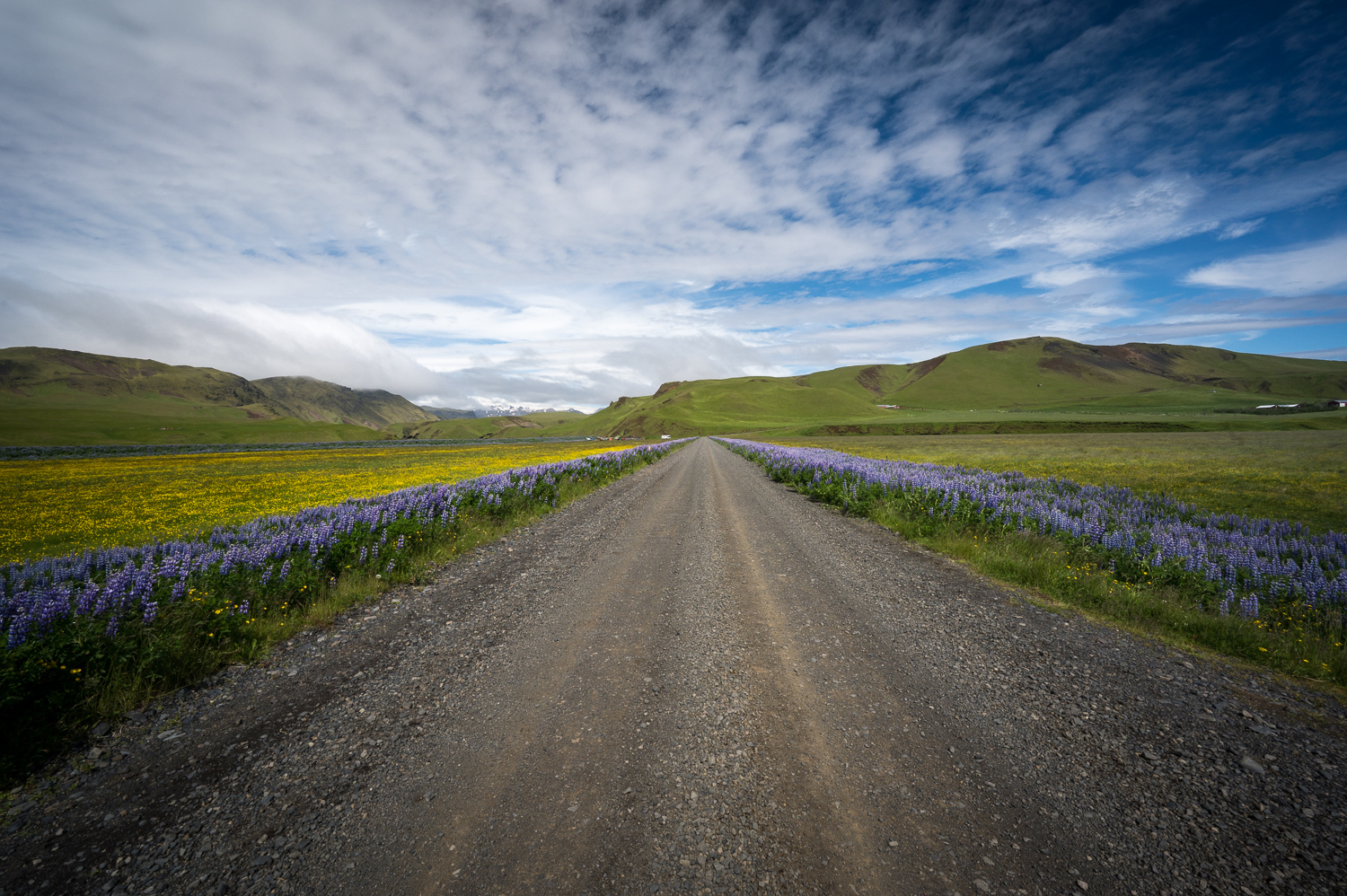 Route bordée de Lupins vers Katla park