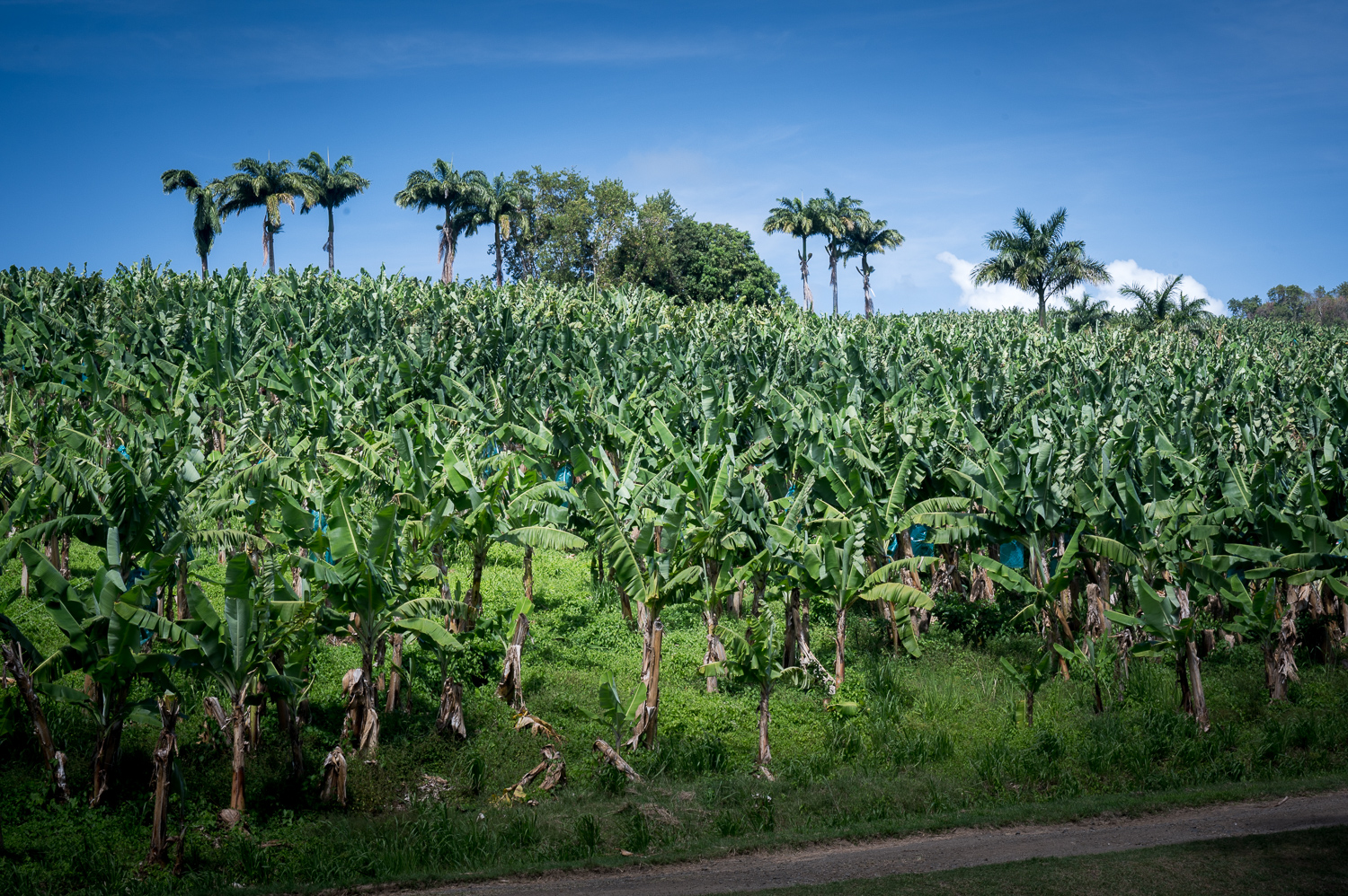 Martinique