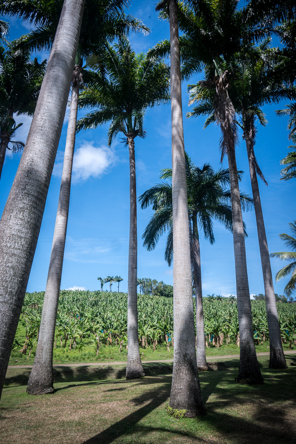 Martinique