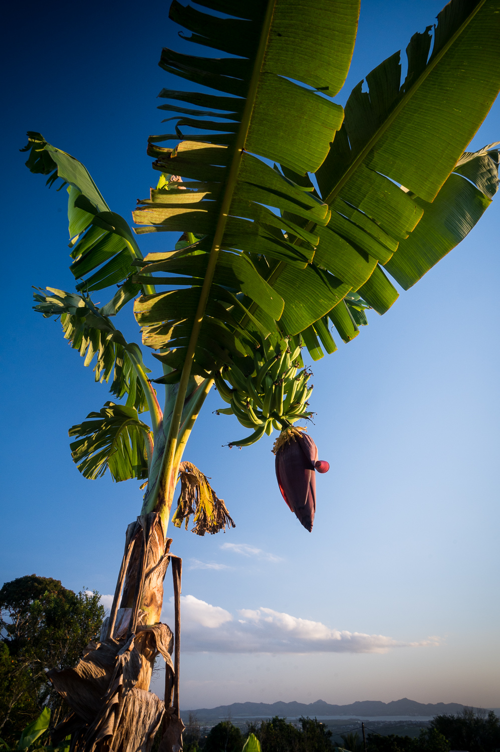 Martinique