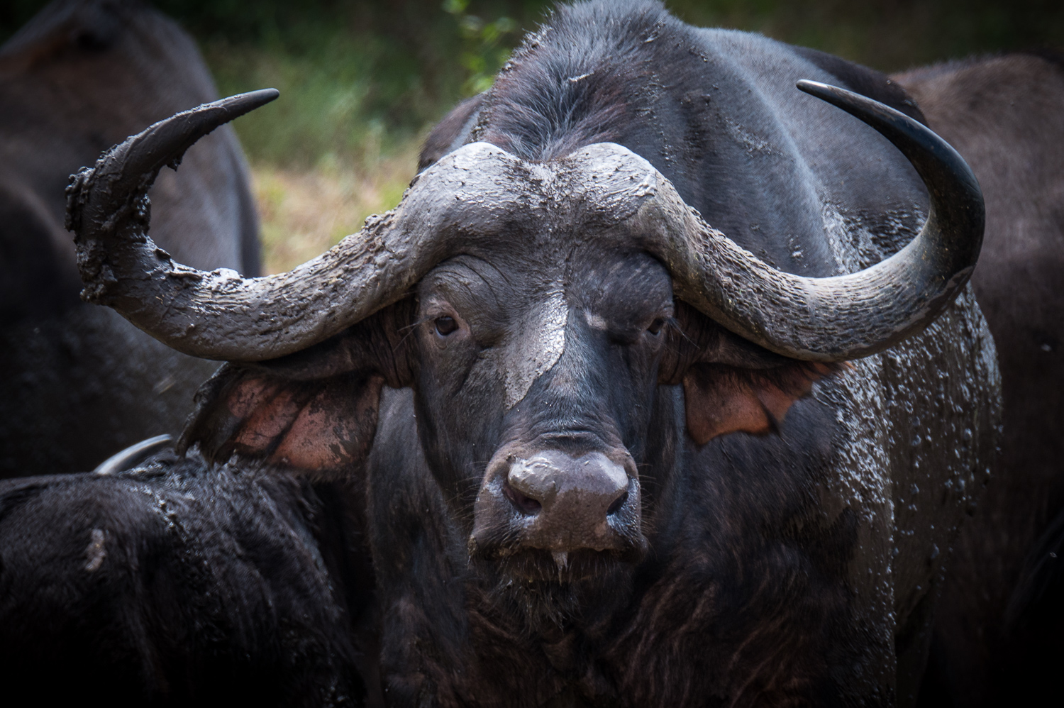 Tanzanie - Parc National de Tarangire