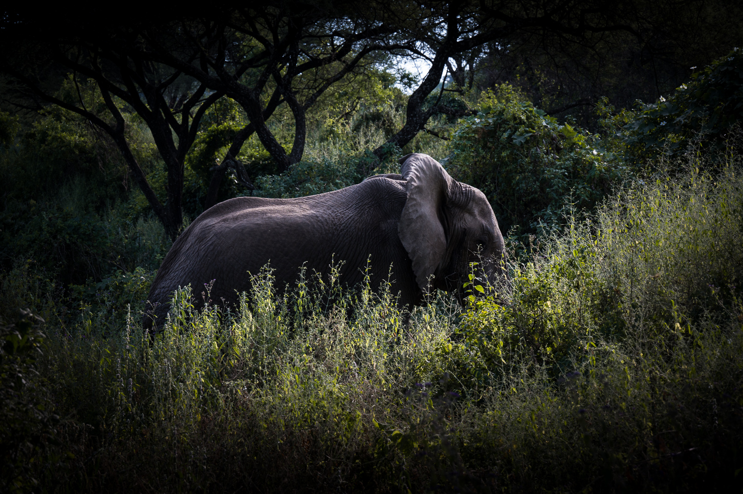 Tanzanie - Parc National de Tarangire