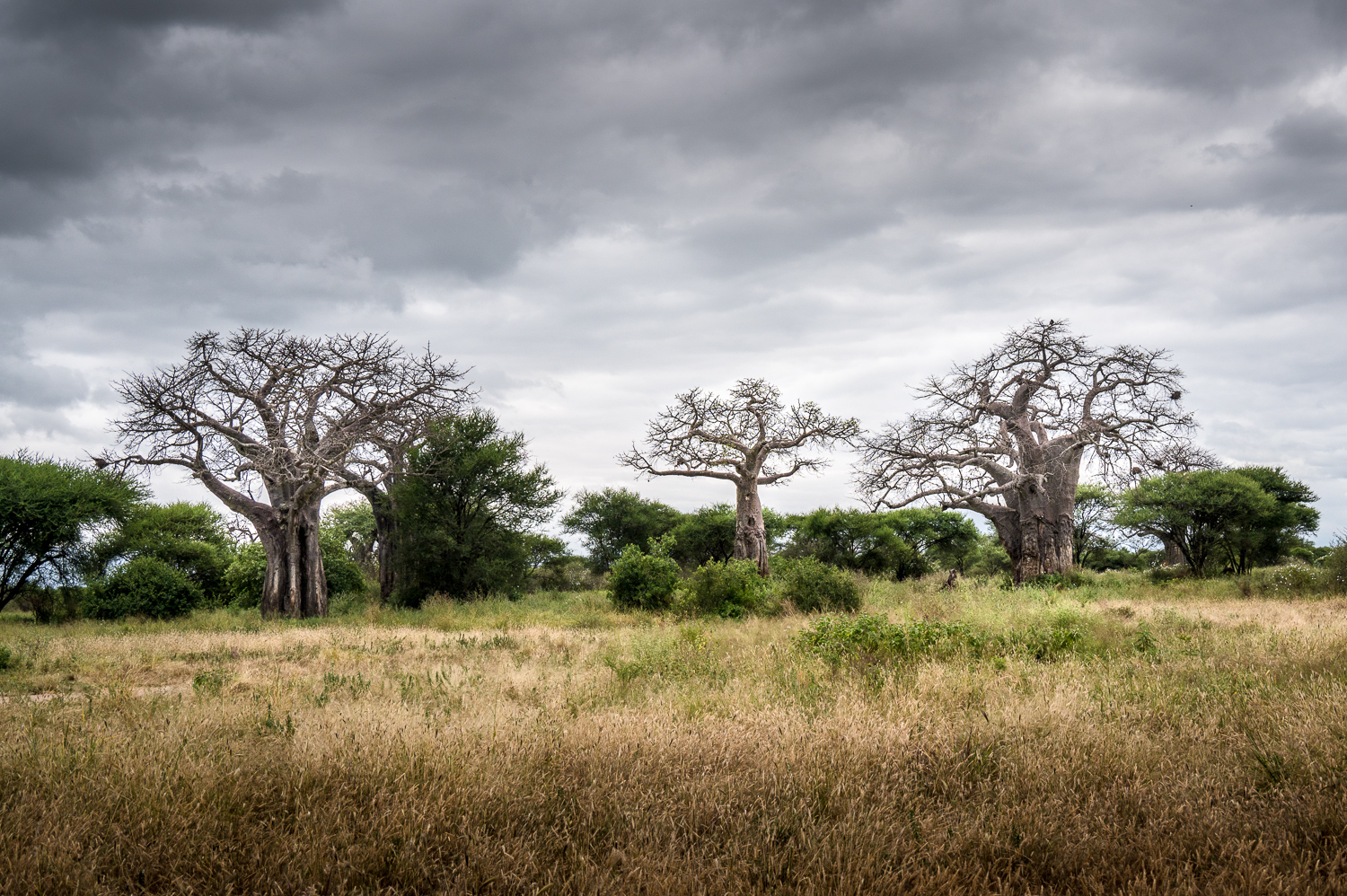 Tanzanie - Parc National de Tarangire