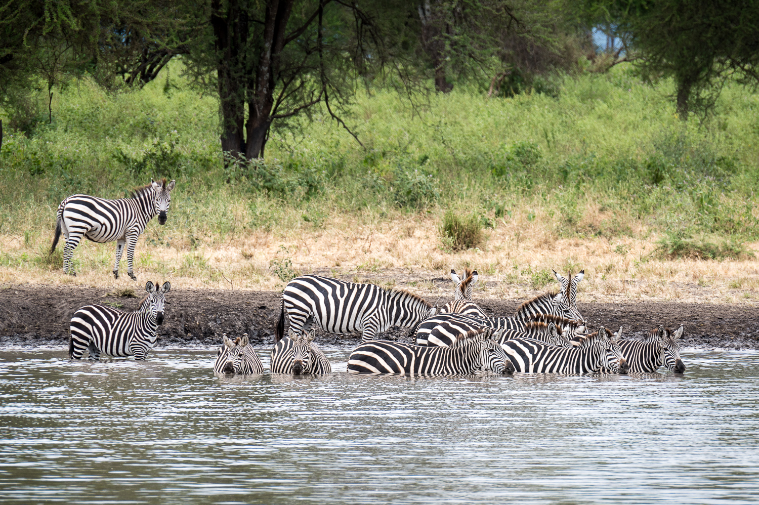 Tanzanie - Parc National de Tarangire