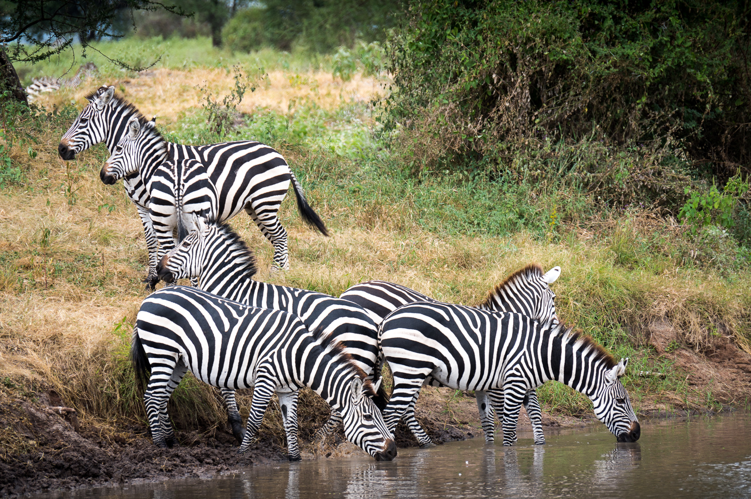 Tanzanie - Parc National de Tarangire