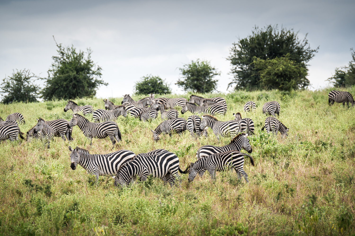 Tanzanie - Parc National de Tarangire