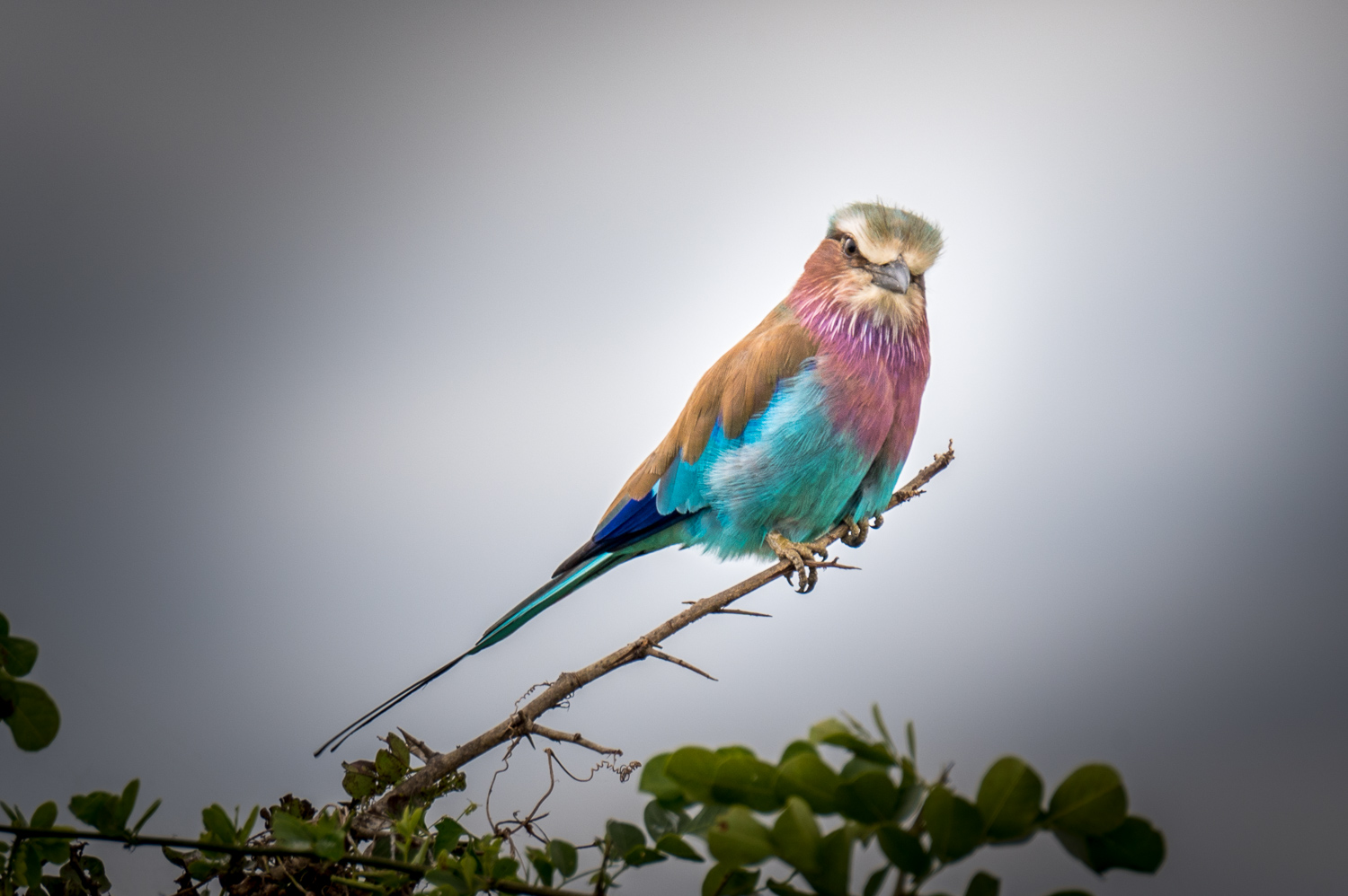 Tanzanie - Parc National de Tarangire