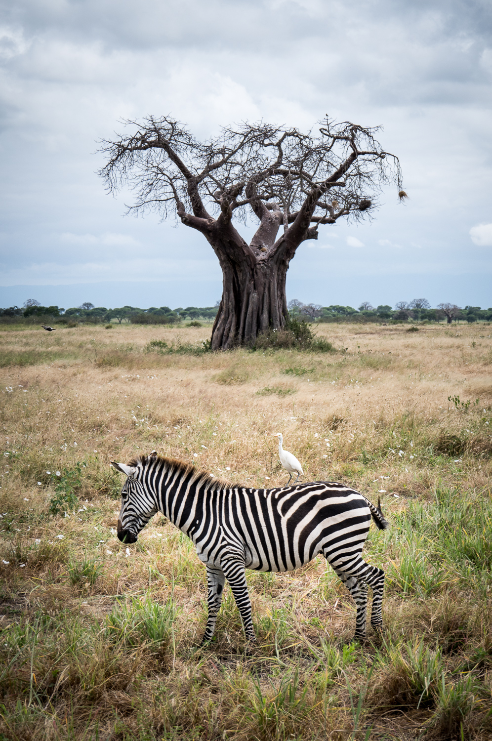 Tanzanie - Parc National de Tarangire