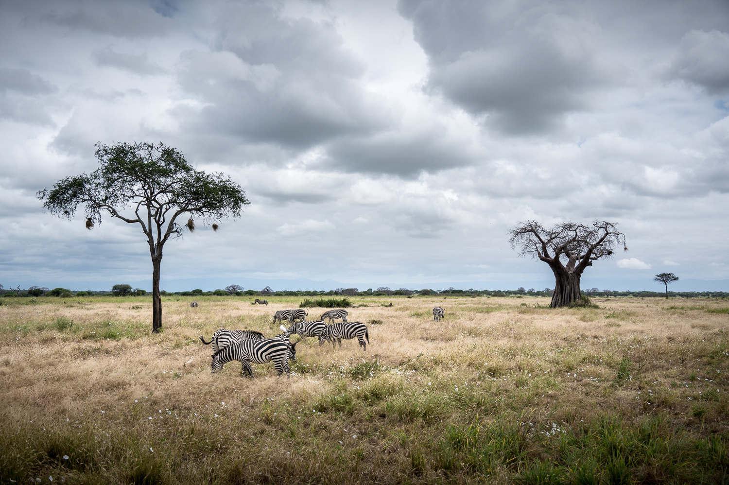 Tanzanie - Parc National de Tarangire