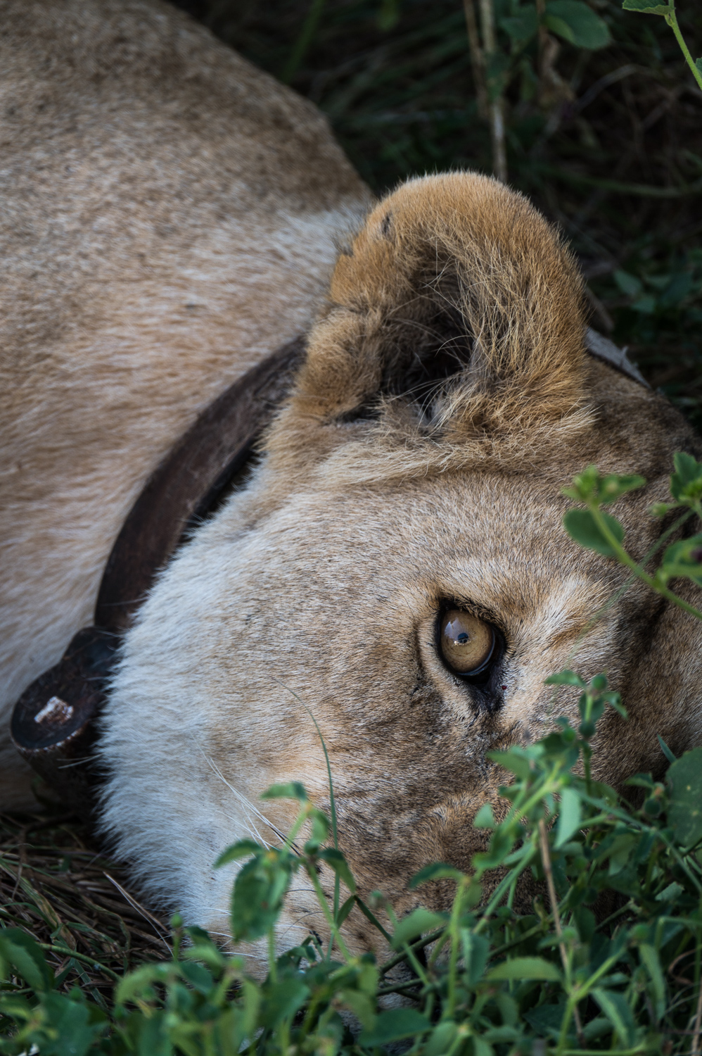 Tanzanie - Parc National du Serengeti