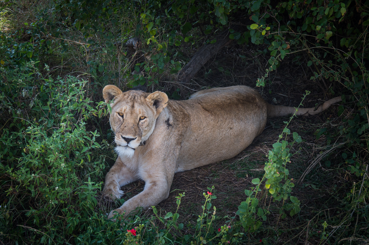 Tanzanie - Parc National du Serengeti