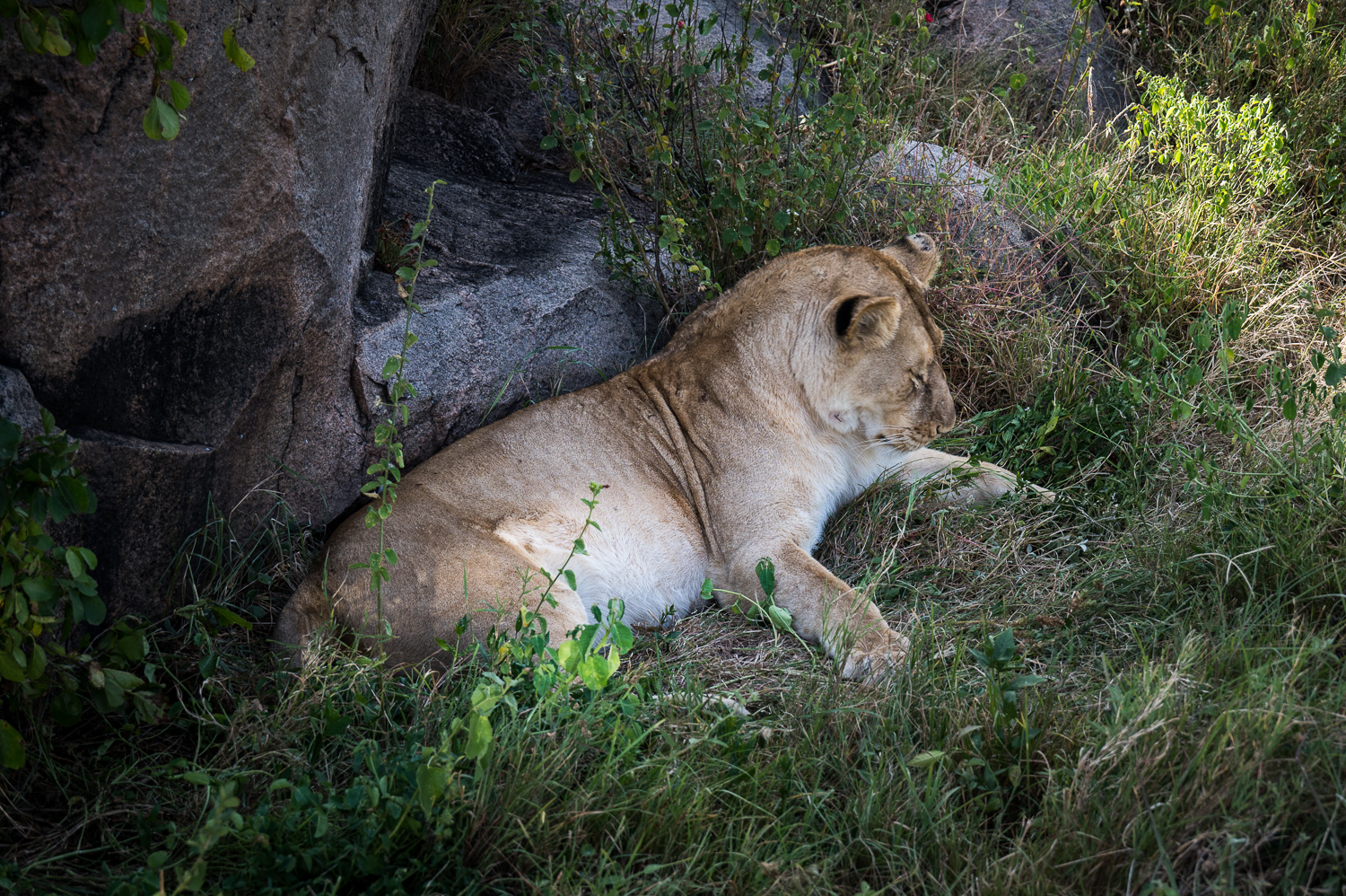 Tanzanie - Parc National du Serengeti