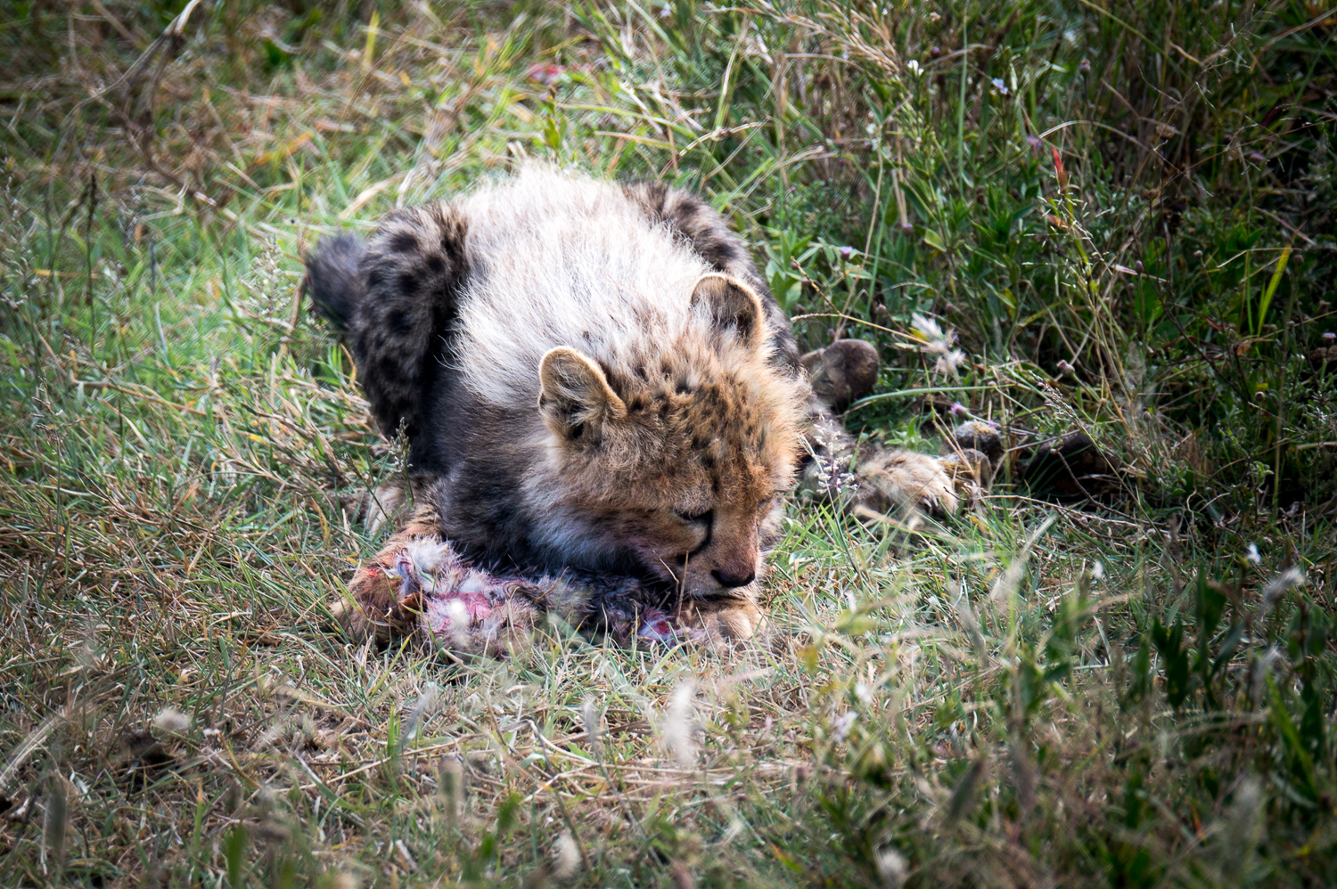 Tanzanie - Parc National du Serengeti