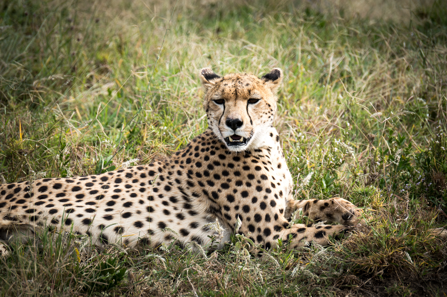 Tanzanie - Parc National du Serengeti