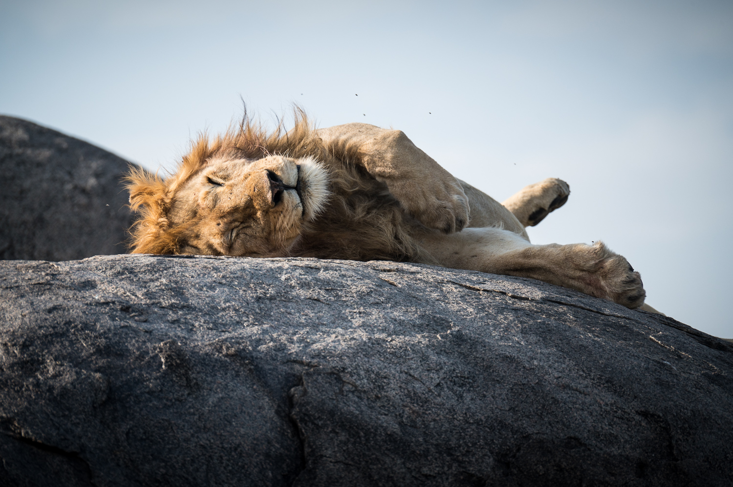 Tanzanie - Parc National du Serengeti