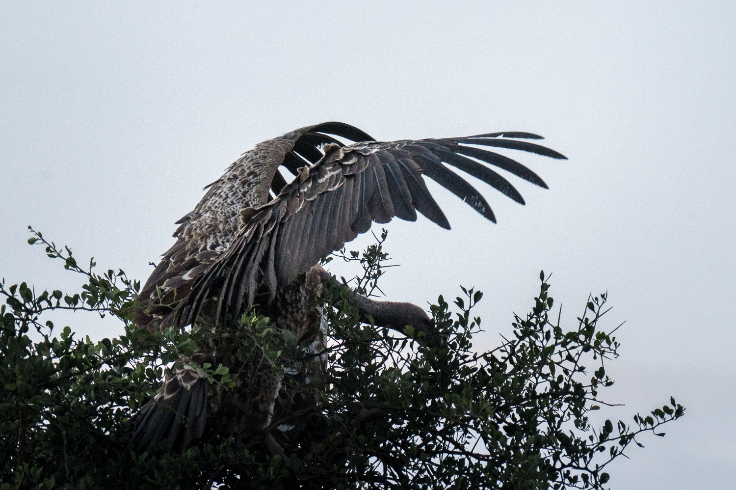 Tanzanie - Parc National du Serengeti