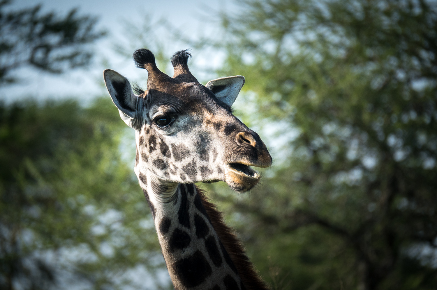 Tanzanie - Parc National du Serengeti