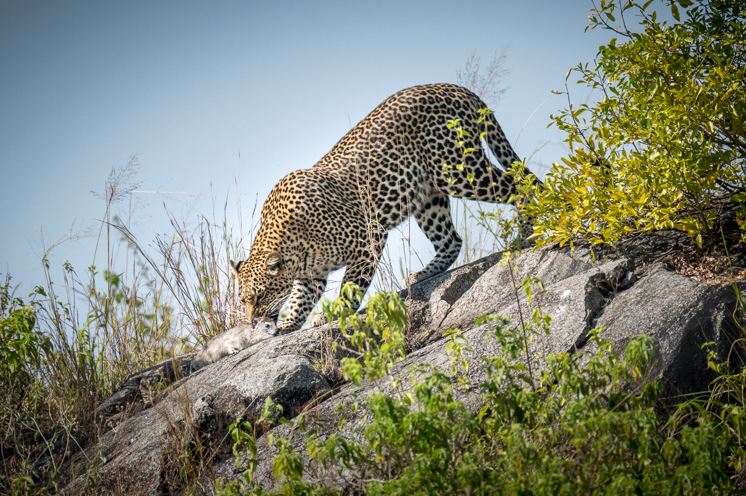 Tanzanie - Parc National du Serengeti