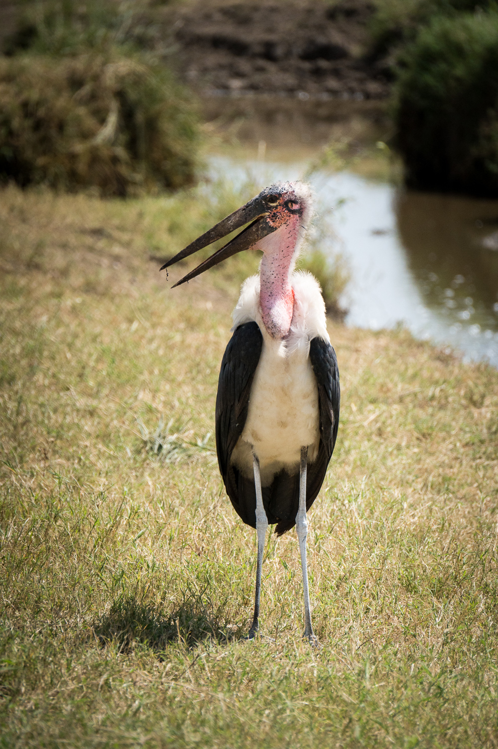 Tanzanie - Parc National du Serengeti