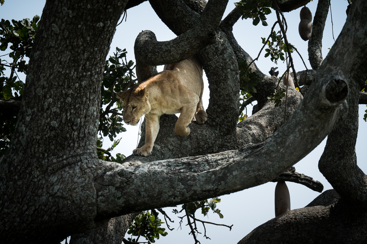 Tanzanie - Parc National du Serengeti