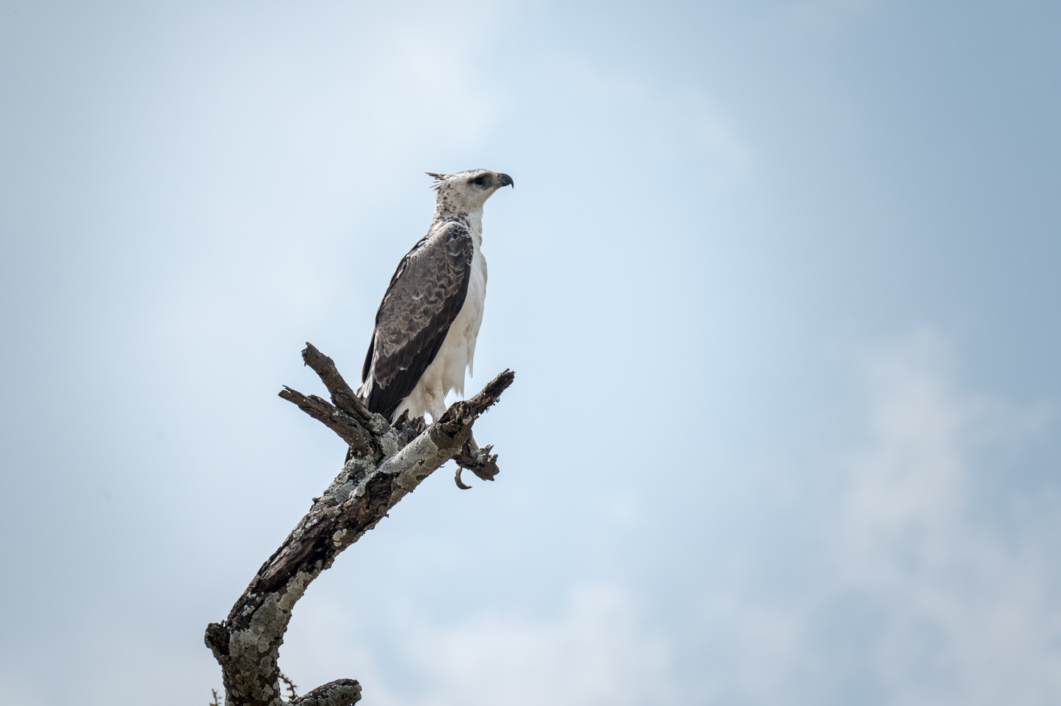 Tanzanie - Parc National du Serengeti