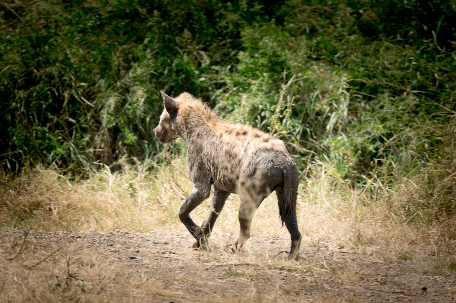 Tanzanie - Parc National du Serengeti