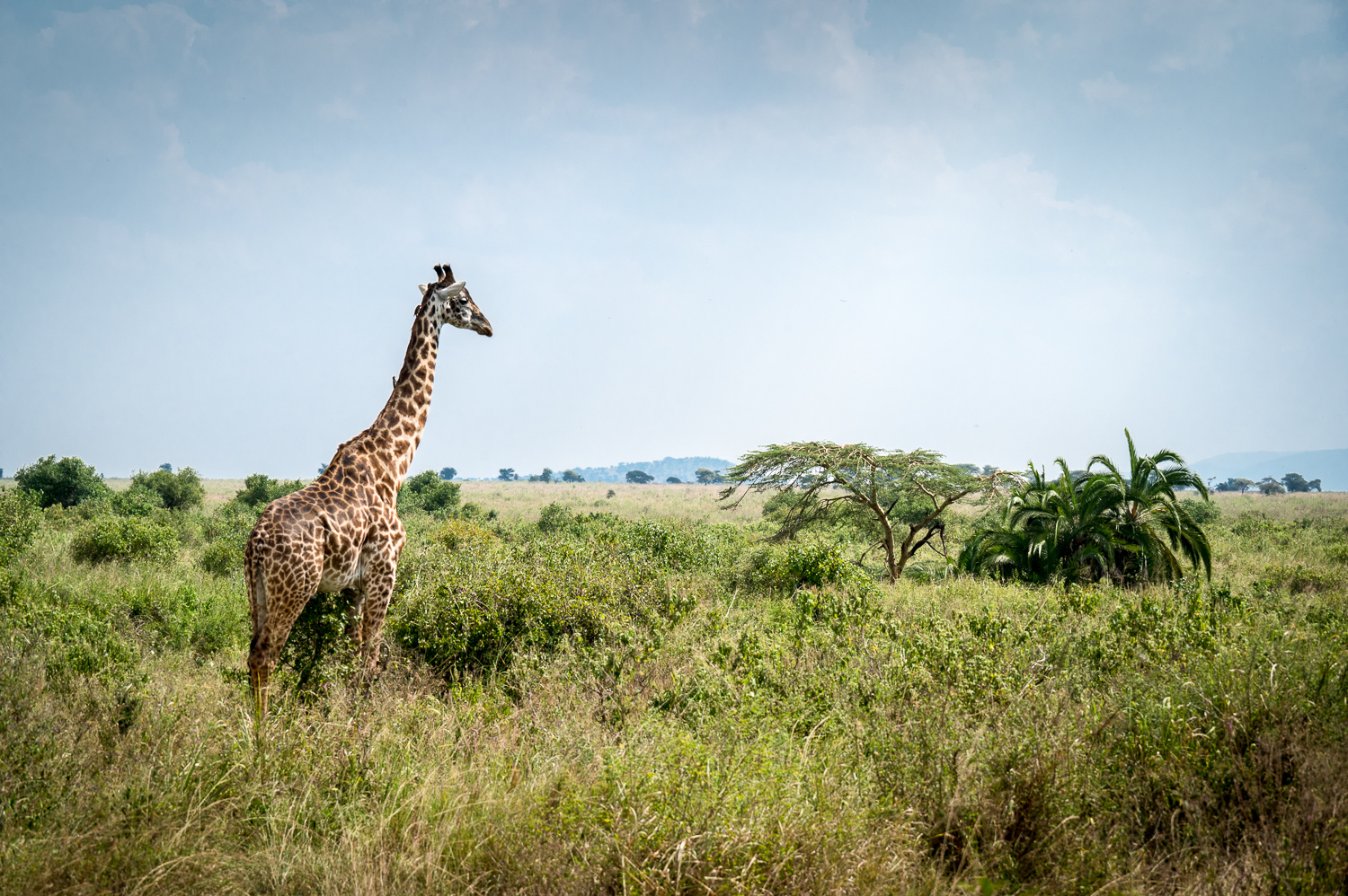 Tanzanie - Parc National du Serengeti