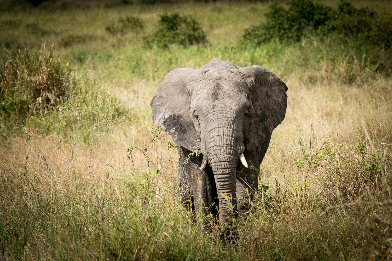 Tanzanie - Parc National du Serengeti