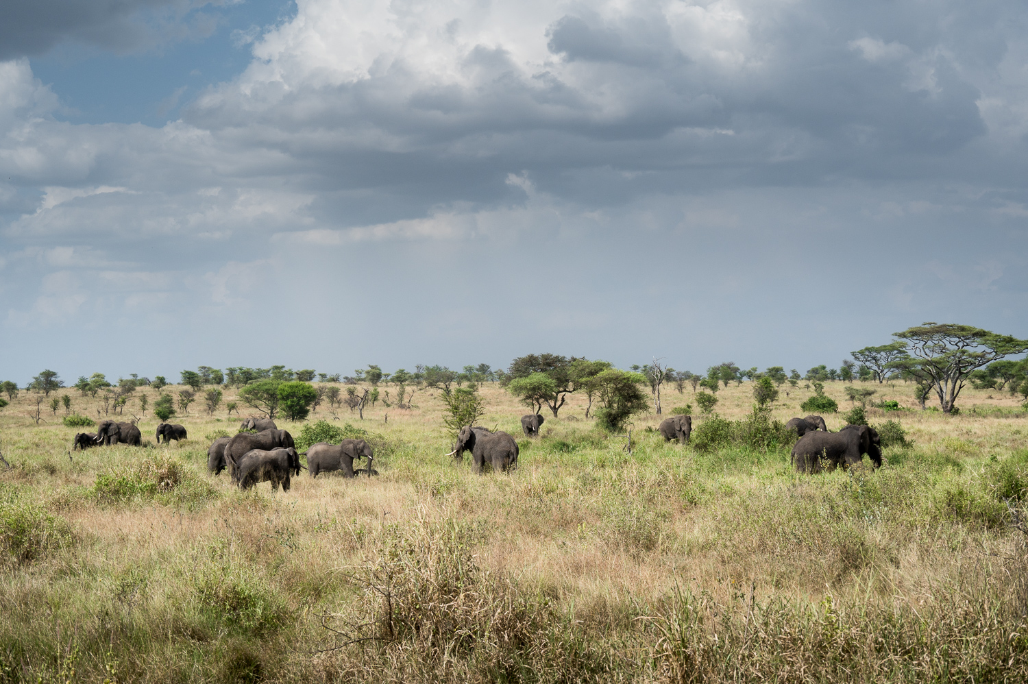 Tanzanie - Parc National du Serengeti