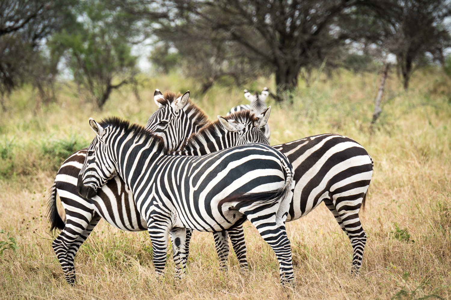 Tanzanie - Parc National du Serengeti