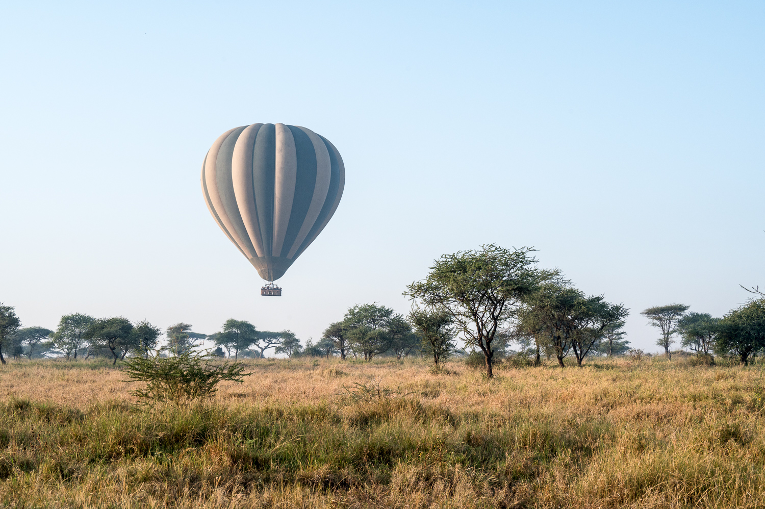 Tanzanie - Parc National du Serengeti