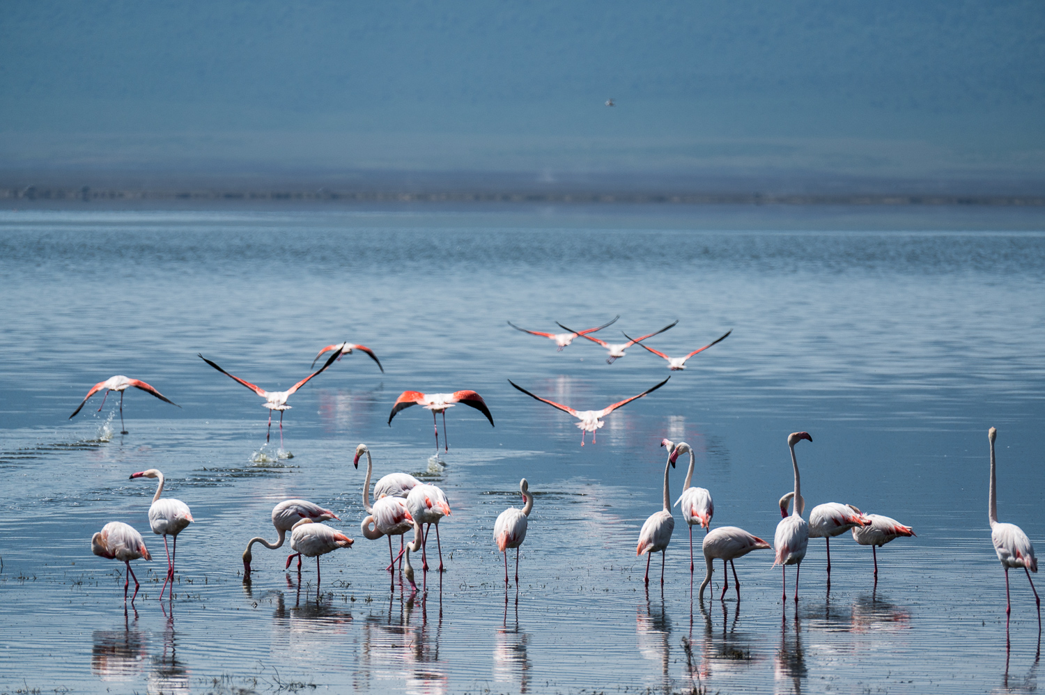 Tanzanie - Parc du Ngorongoro