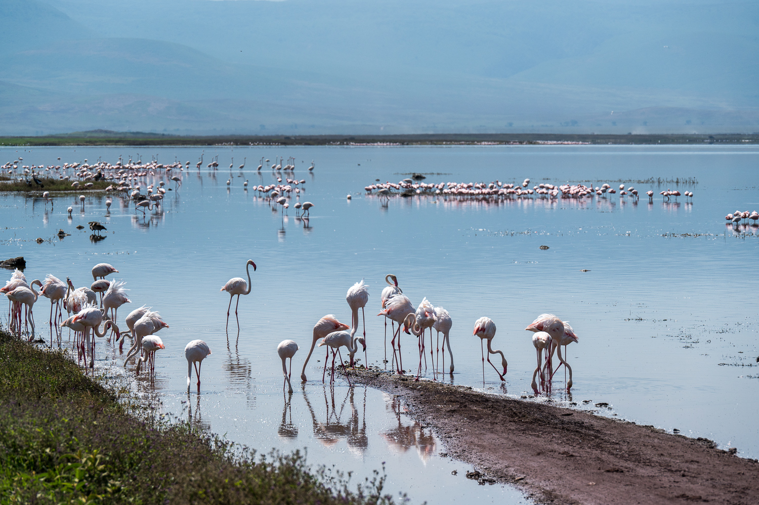 Tanzanie - Parc du Ngorongoro