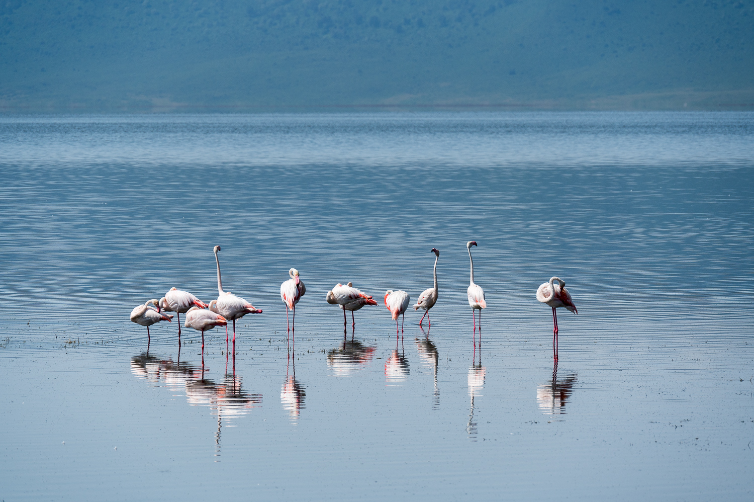 Tanzanie - Parc du Ngorongoro