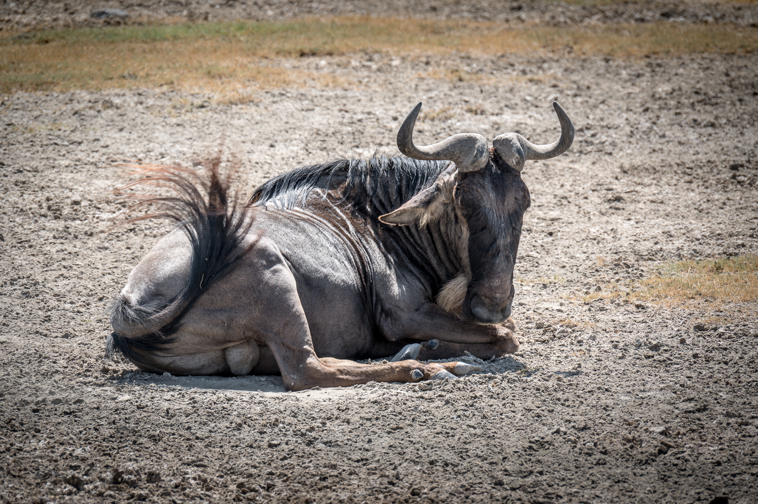 Tanzanie - Parc du Ngorongoro