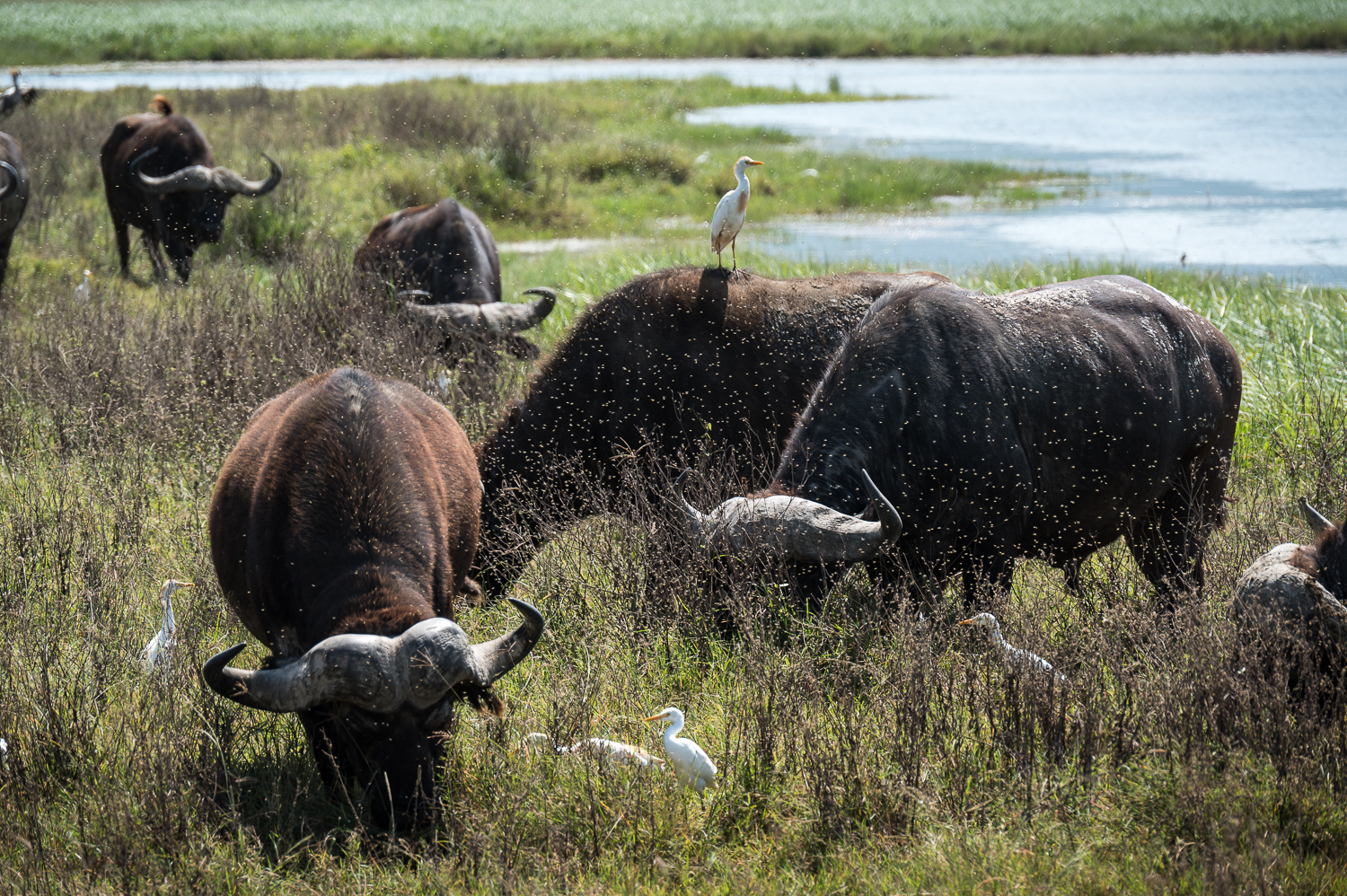 Tanzanie - Parc du Ngorongoro