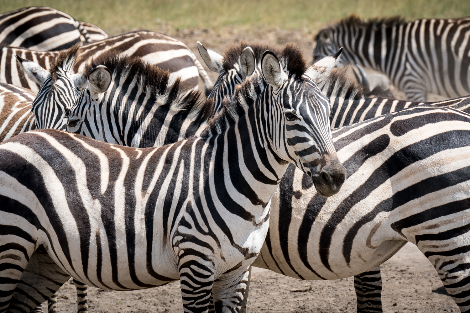 Tanzanie - Parc du Ngorongoro