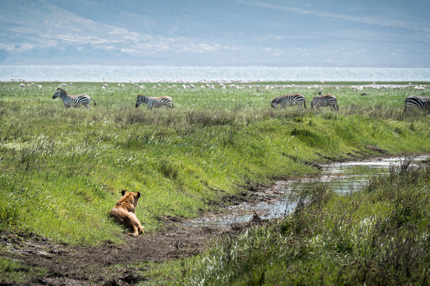 Tanzanie - Parc du Ngorongoro