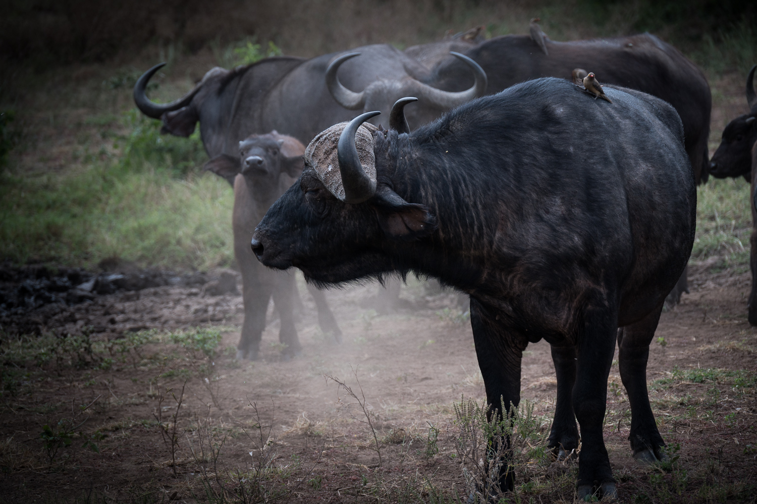 Tanzanie - Parc National de Tarangire