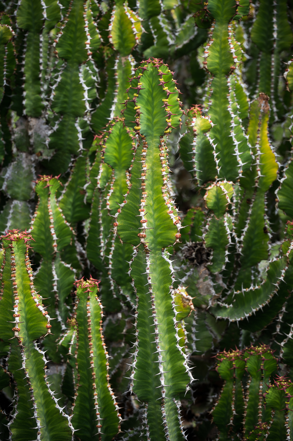 Jardin de Cactus