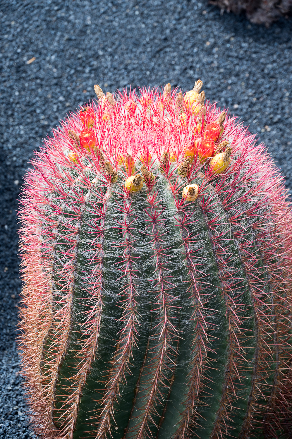 Jardin de Cactus
