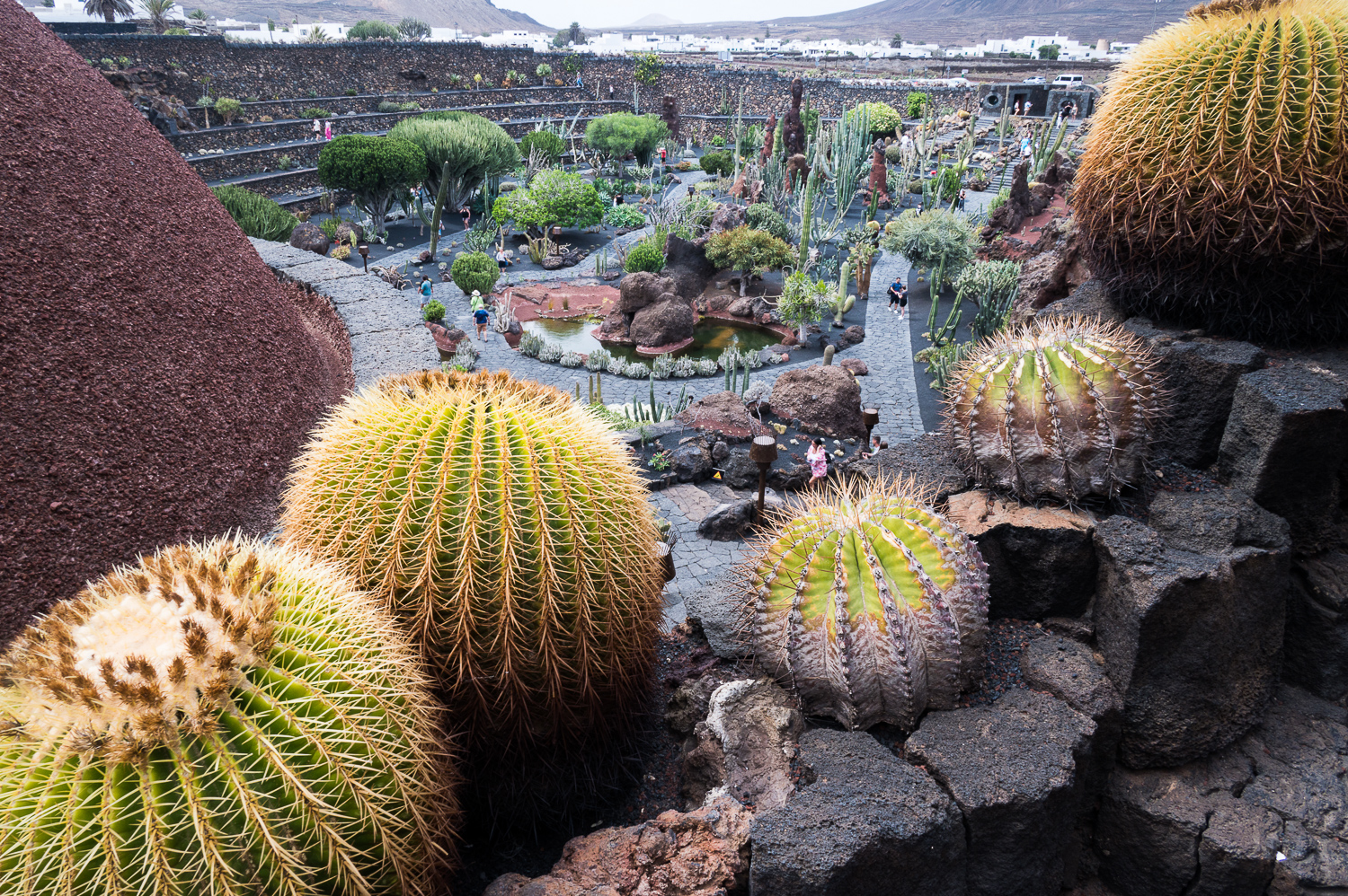 Jardin de Cactus
