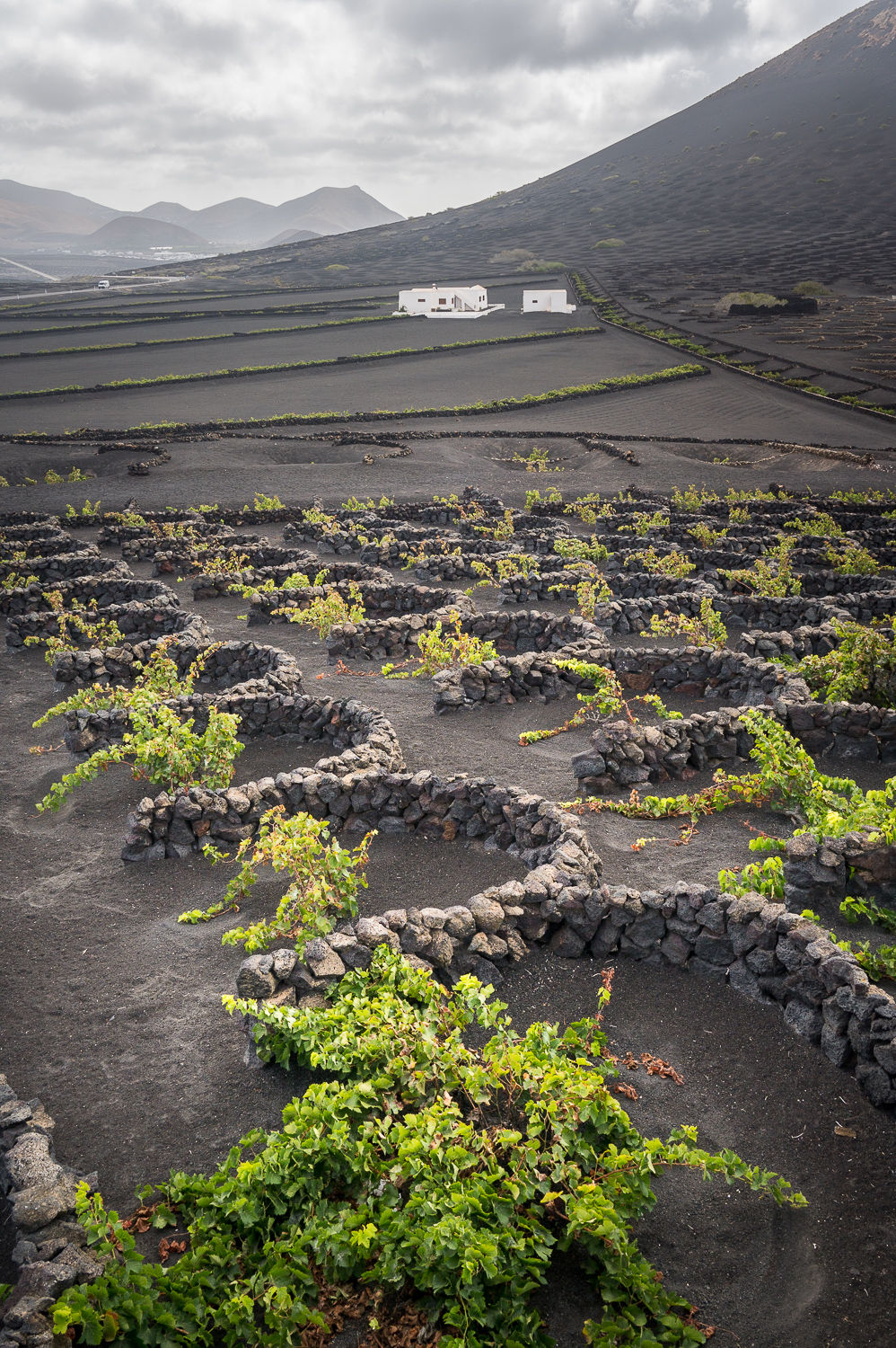 Région viticole de La Geria